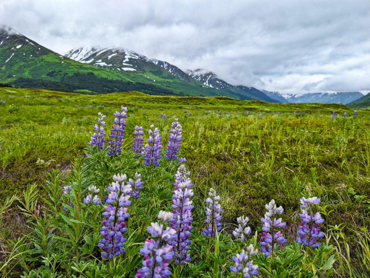 Lupine Wildflowers at Turnagain Pass Kenai Peninsula Alaska 2