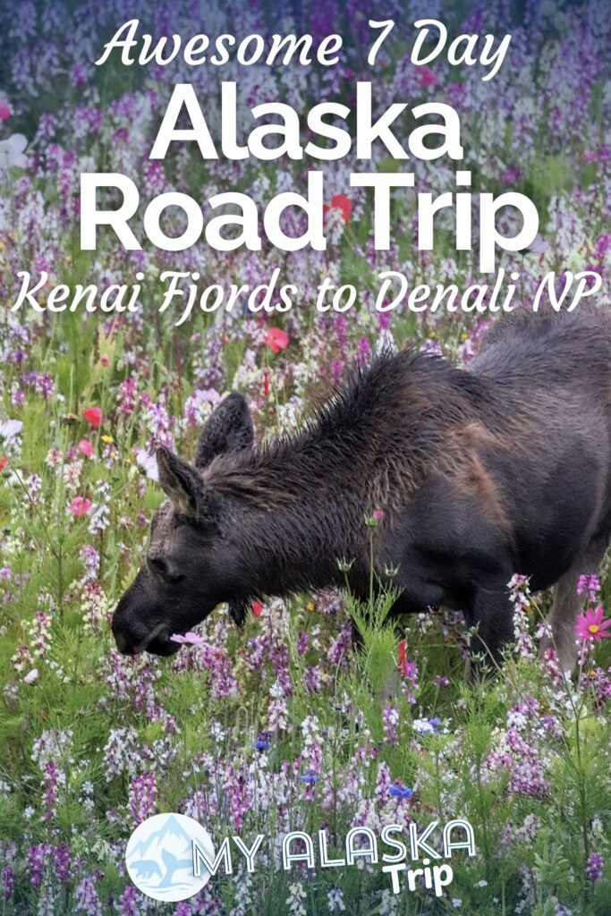 The best adventure in AK is a 7 day Alaska road trip. From Kenai Fjords to Denali National Park and plenty of stops between, see what you can fill a week of adventure with including Anchorage, Seward, Talkeetna and more.