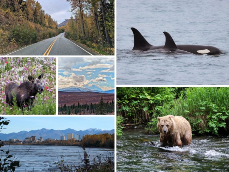 Alaska Road Trip Collage