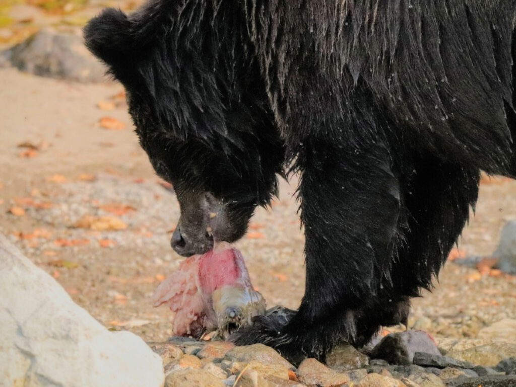 Alaskan Brown Bear at Lake Clark National Park with Redoubt Mtn Lodge Alaska 39