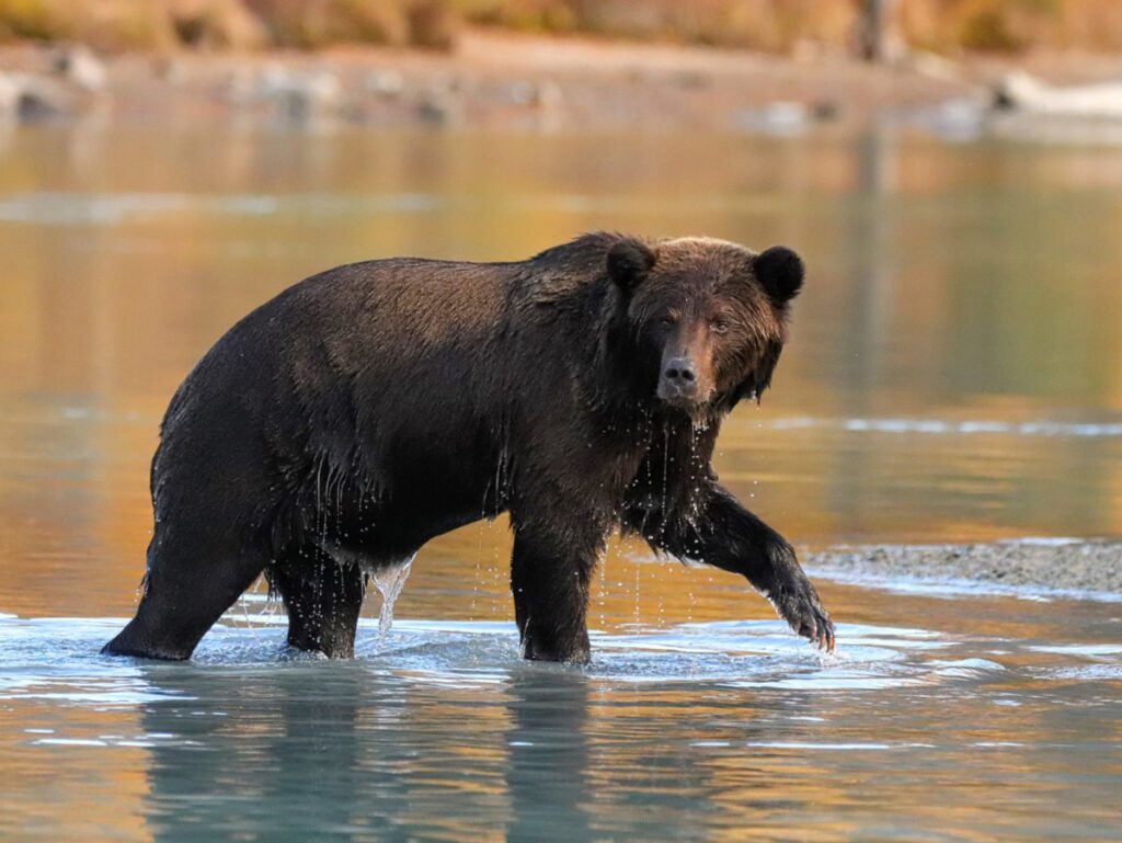 Alaskan Brown Bear at Lake Clark National Park with Redoubt Mtn Lodge Alaska19