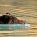 Alaskan Brown Bear at Lake Clark National Park with Redoubt Mtn Lodge Alaska27