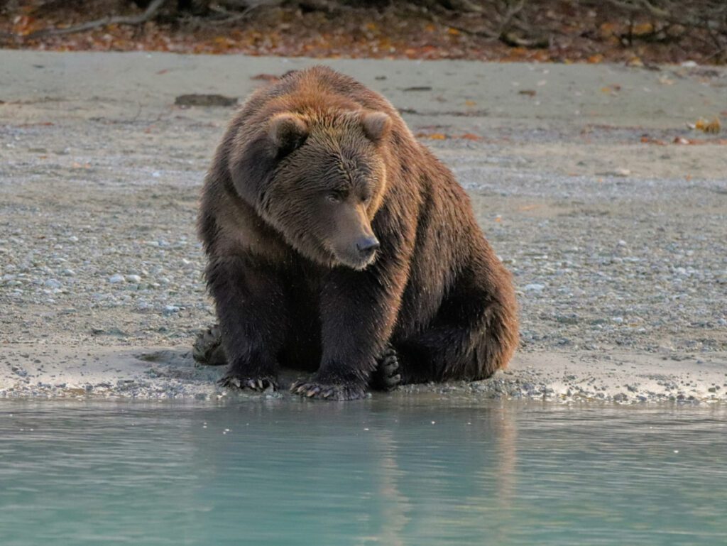 Alaskan Brown Bear at Lake Clark National Park with Redoubt Mtn Lodge Alaska29