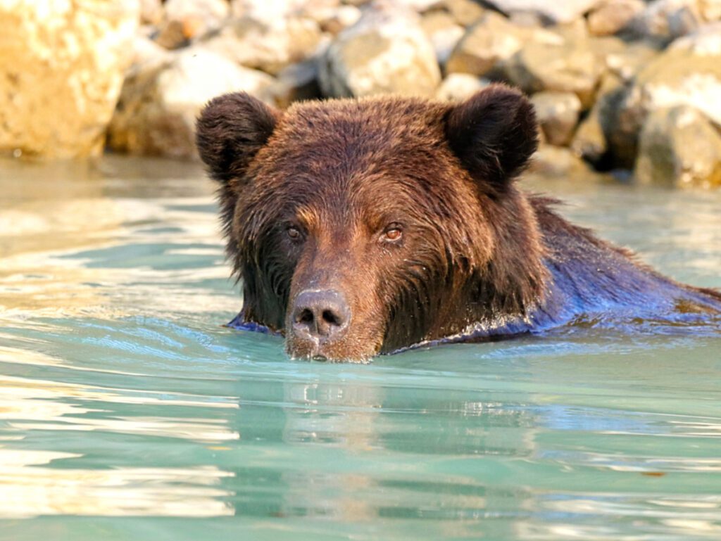 Alaskan Brown Bear at Lake Clark National Park with Redoubt Mtn Lodge Alaska31