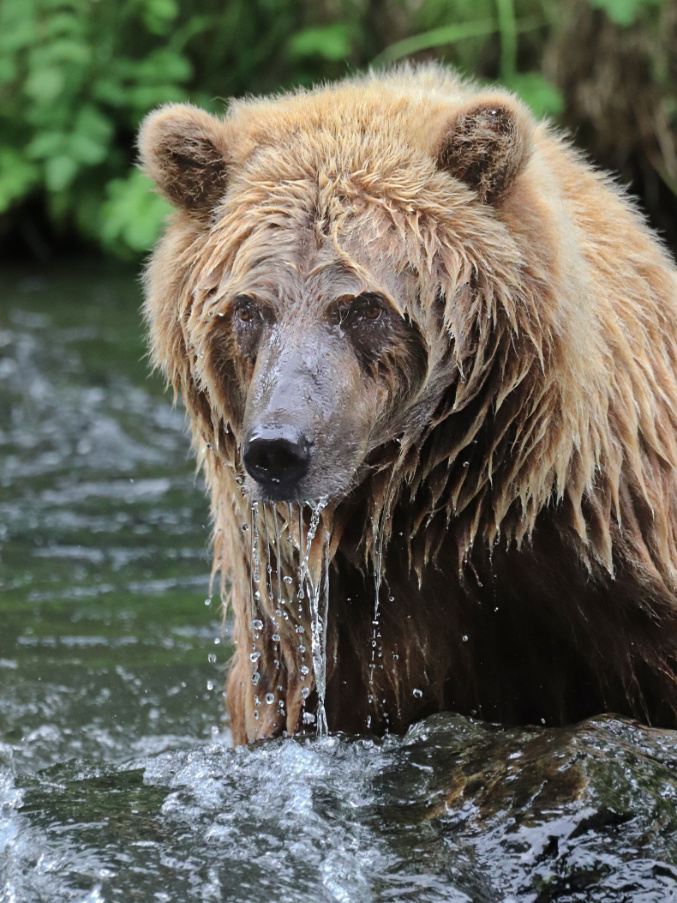 Alaskan Brown Bear in Russian River Kenai Peninsula Alaska 14