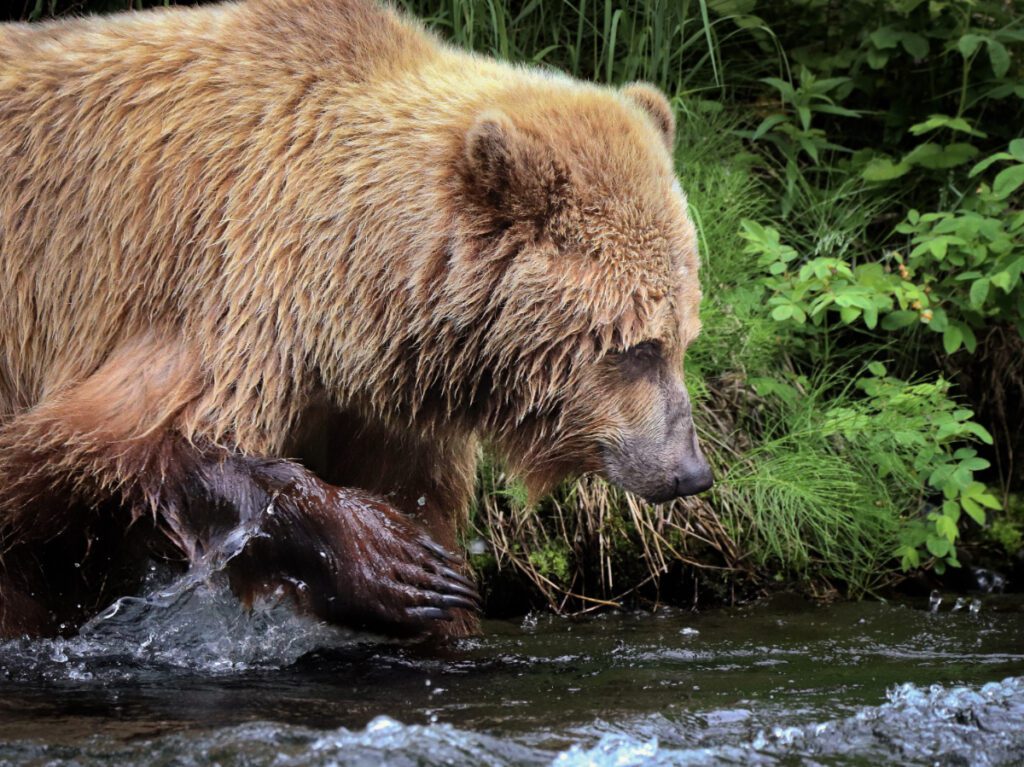 Alaskan Brown Bear in Russian River Kenai Peninsula Alaska 15