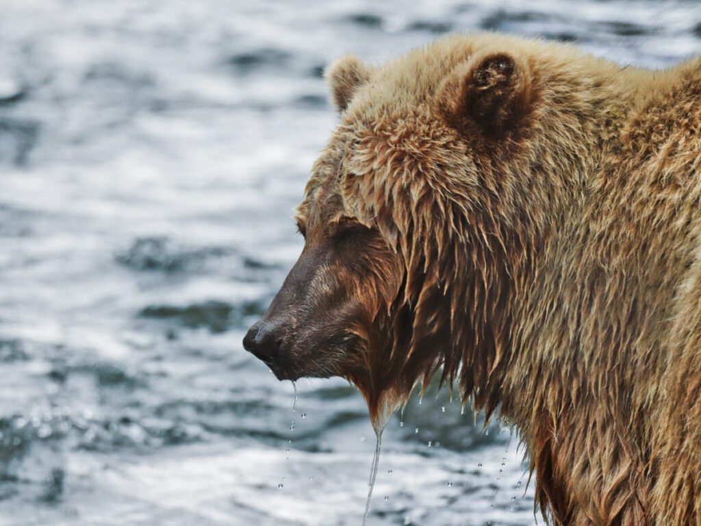 Alaskan Brown Bear in Russian River Kenai Peninsula Alaska 17