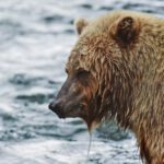 Alaskan Brown Bear in Russian River Kenai Peninsula Alaska 17