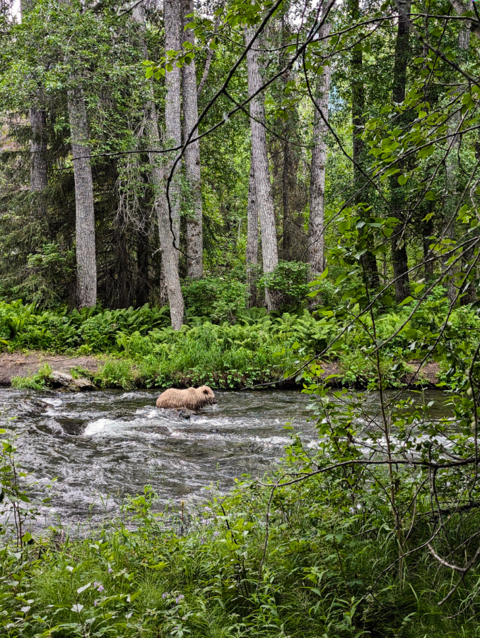 Alaskan Brown Bear in Russian River Kenai Peninsula Alaska 4