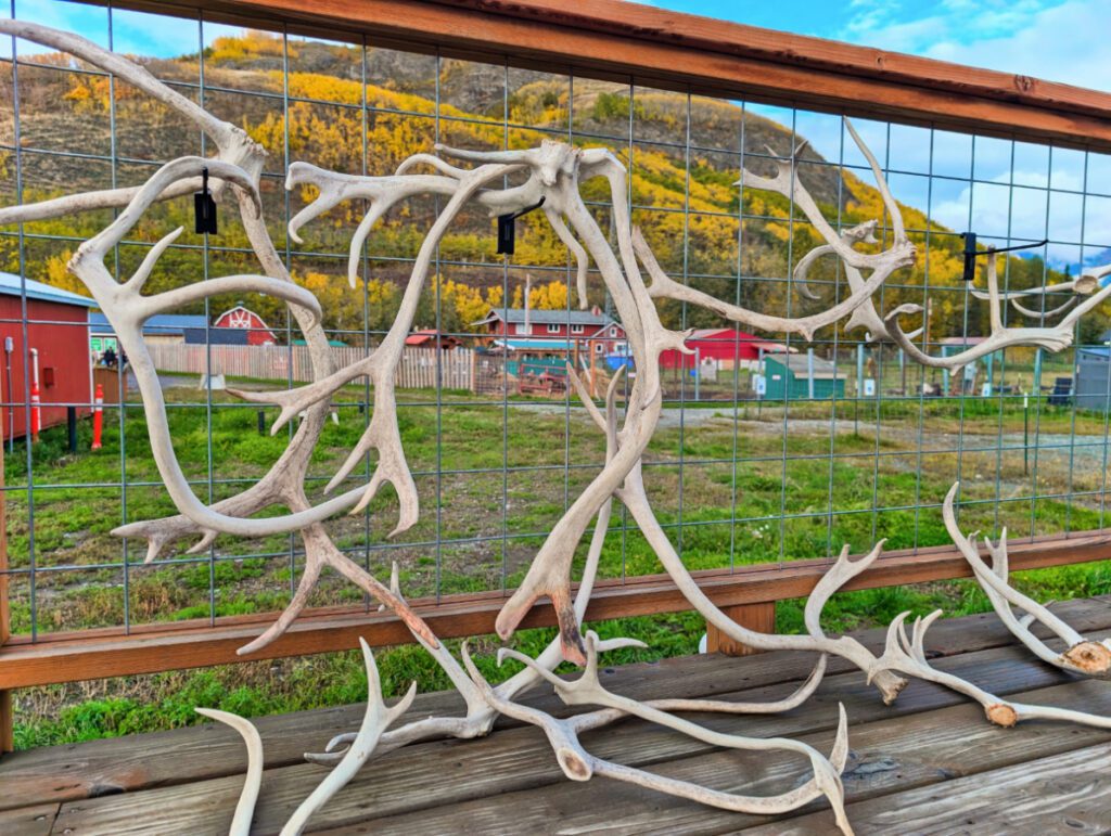 Antlers at Reindeer Farm in Palmer Alaska 2