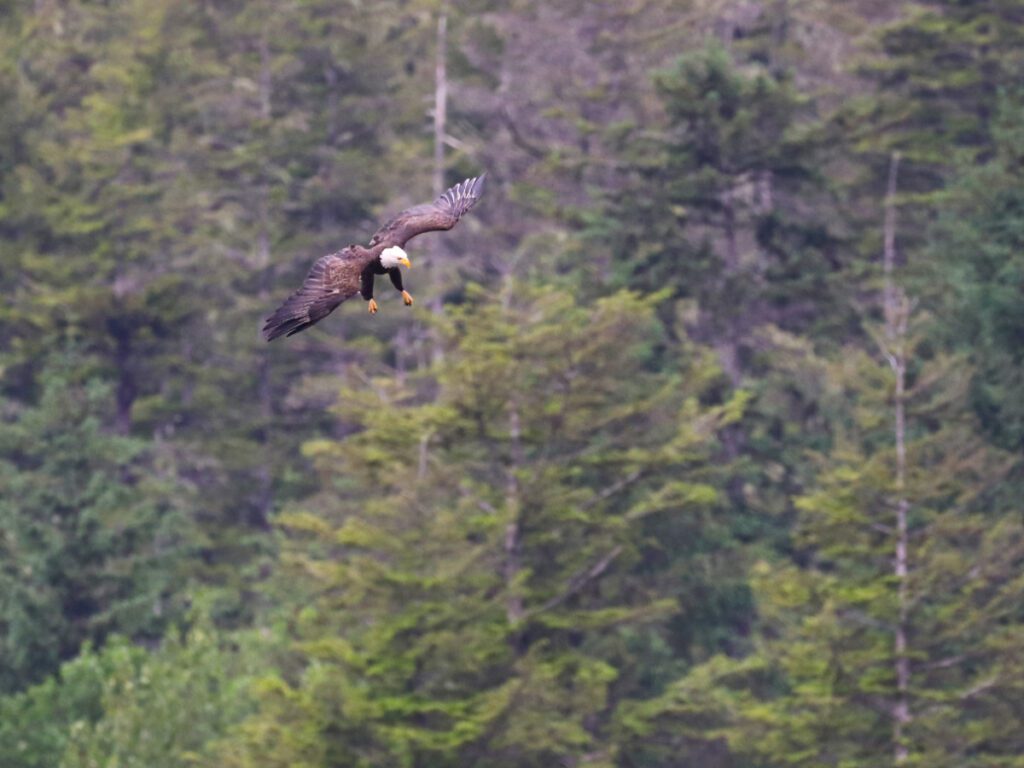 Bald Eagle flying at Sheep Creek Beach Juneau Alaska 1