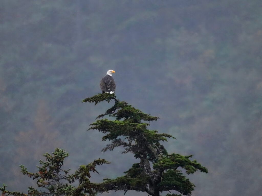 Bald Eagle in the Rain Prince William Sound from Whittier Alaska 1