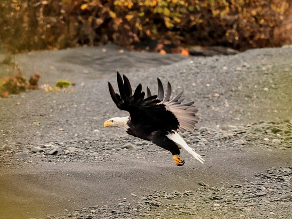 Bald Eagle on Portage River Girdwood Alaska 1