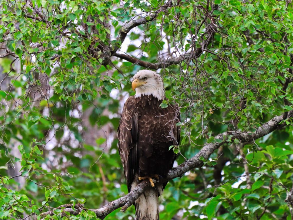 Bald Eagle on Russian River Chugach National Forest Cooper Landing Alaska 1