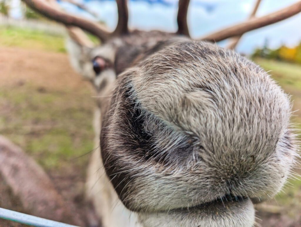 Close up Caribou nose at Reindeer Farm in Palmer Alaska 1