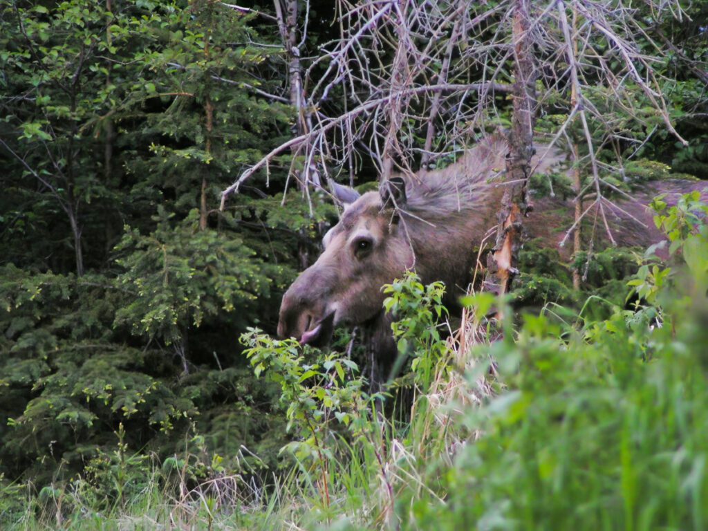 Cow Moose in Forest in Cooper Landing Kenai Peninsula Alaska