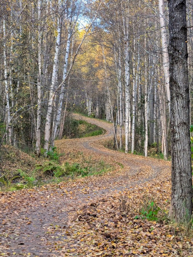 Curving Bike Path while Biking the Tony Knowles Coastal Trail with Fall Colors Anchorage Alaska 2