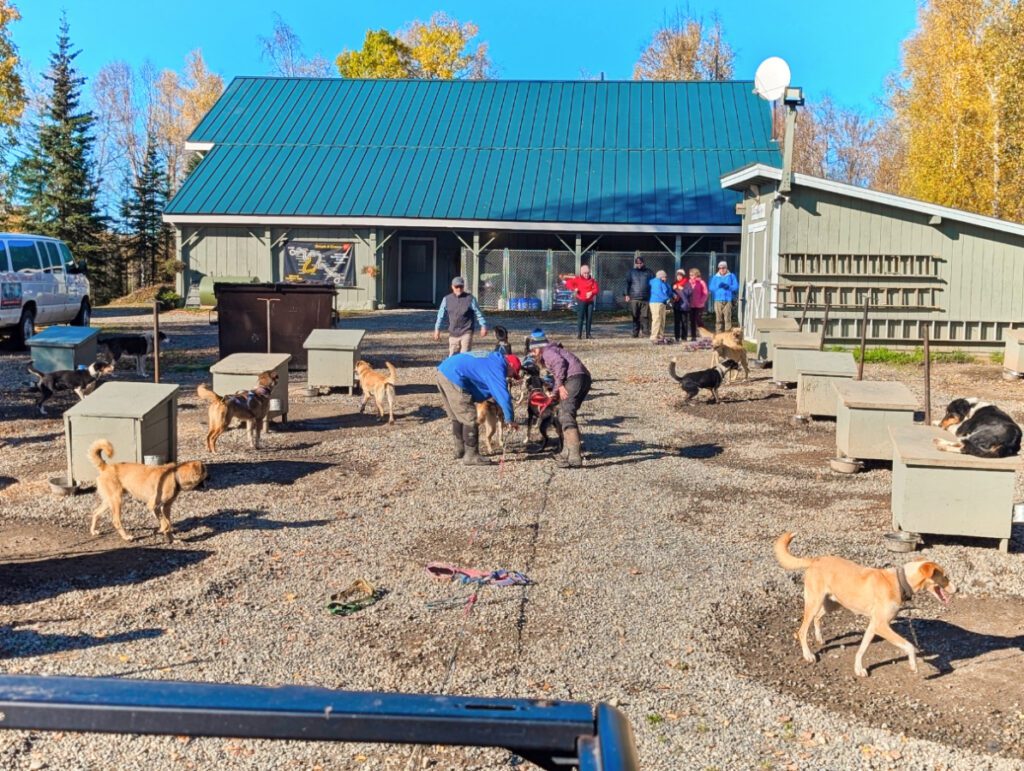 Dog sled Team at Dream a Dream Sled Dog Tours Willow Alaska 1