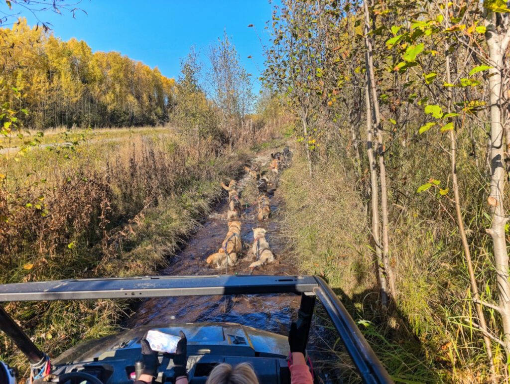 Dog sled Tour at Dream a Dream Sled Dog Tours Willow Alaska 2