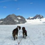 Dogsledding on Godwin Glacier with Seward Helicopter Tours