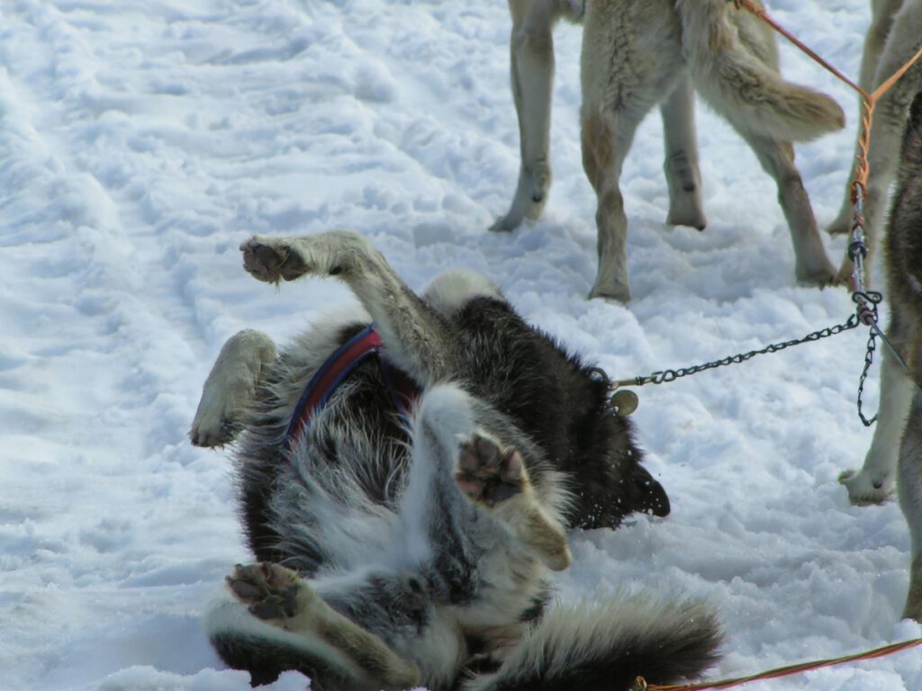 Dogsledding on Godwin Glacier with Seward Helicopter Tours