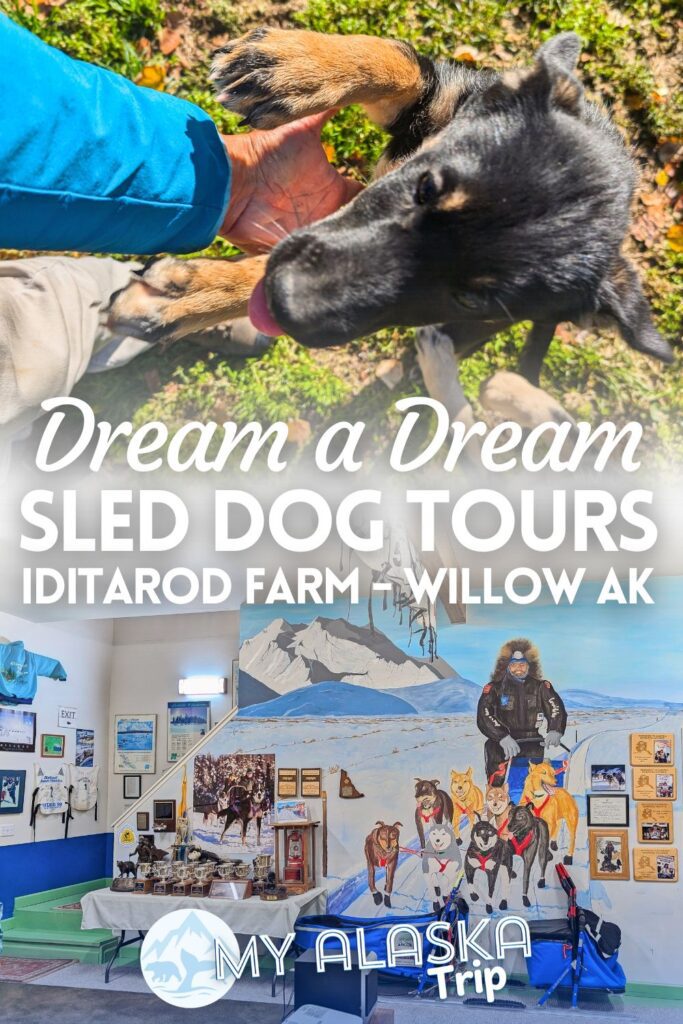 Dream a Dream Sled Dog Tours is a great place to see dogsledding operation up close and to meet sled dogs. Iditarod champions and mushers bring this Alaskan cultural staple to life for visitors. Learn more about the experience and what to expect.