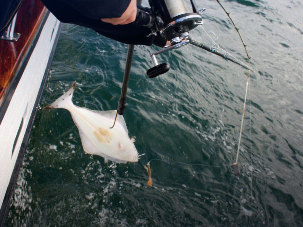 Halibut Fishing out of Whittier Alaska