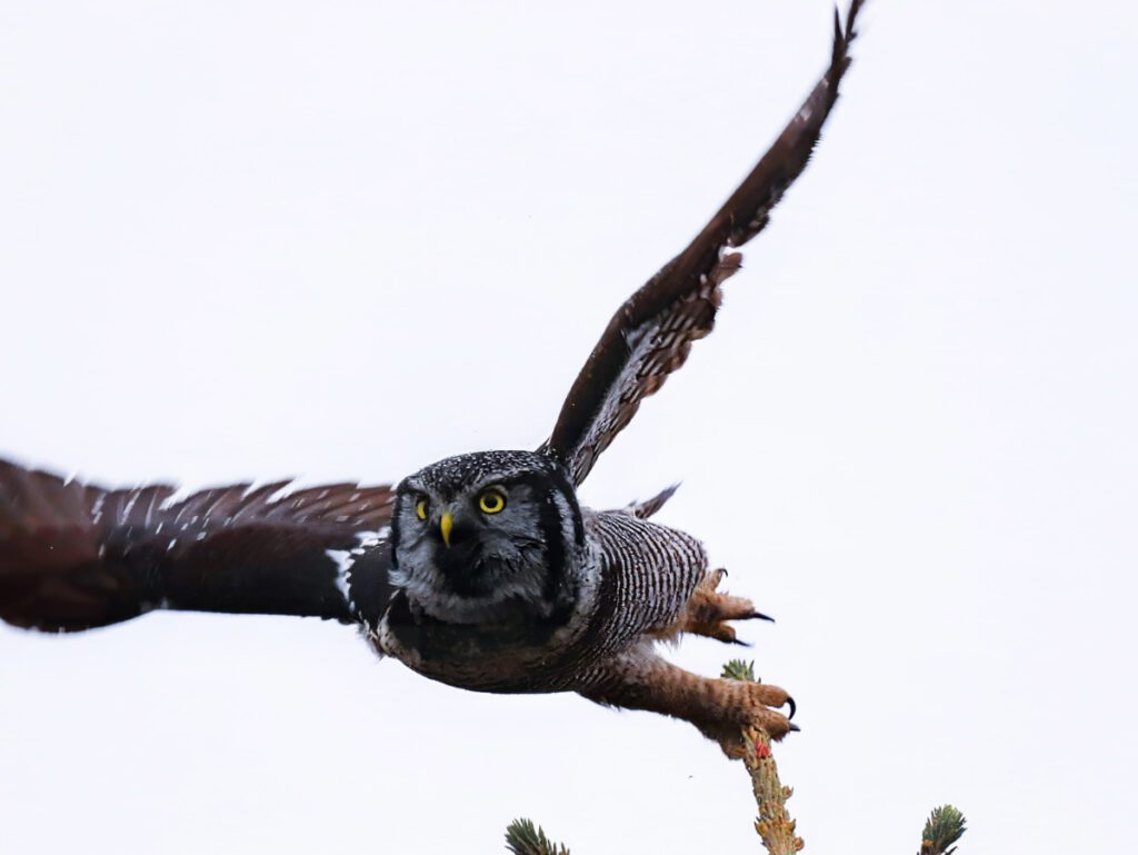 Hawk Owl in Denali National Park Alaska 9b