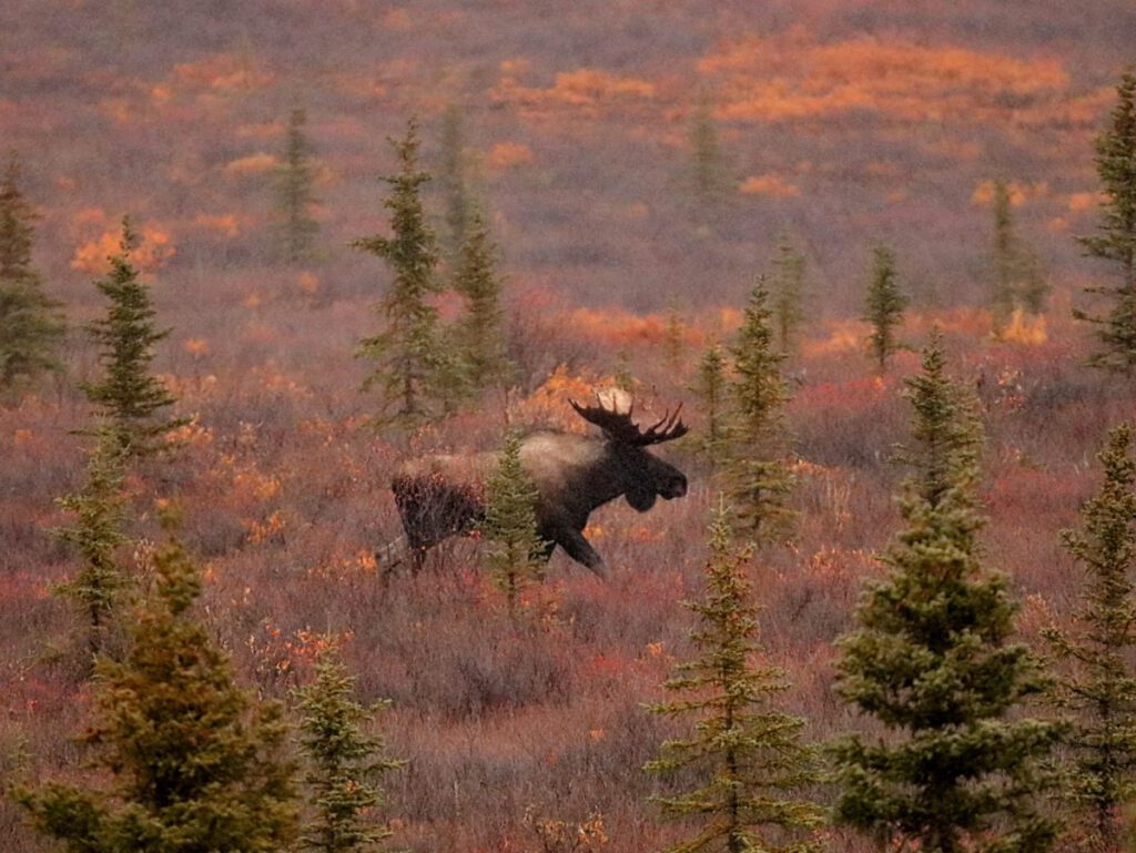 Moose and Fall Colors in Denali National Park Alaska 8