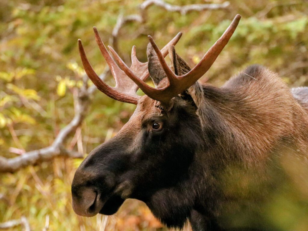 Moose on Tony Knowles Coastal Trail Anchorage Alaska13