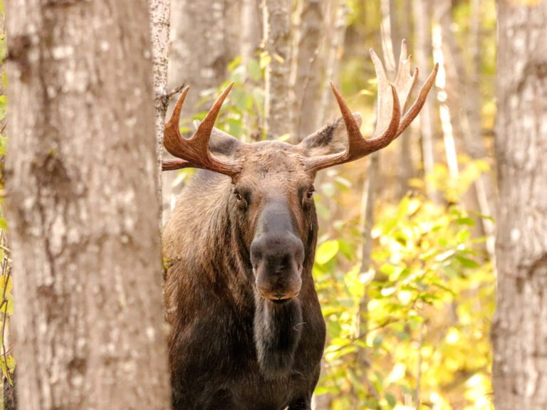 Moose on Tony Knowles Coastal Trail Anchorage Alaska22