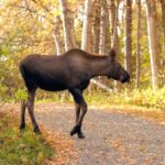 Moose on Tony Knowles Coastal Trail Anchorage Alaska25