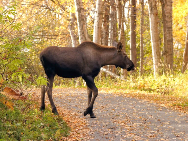 Moose on Tony Knowles Coastal Trail Anchorage Alaska25