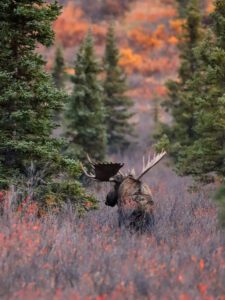 Unforgettable 7 Day Alaska Road Trip: Kenai Fjords to Denali National Park