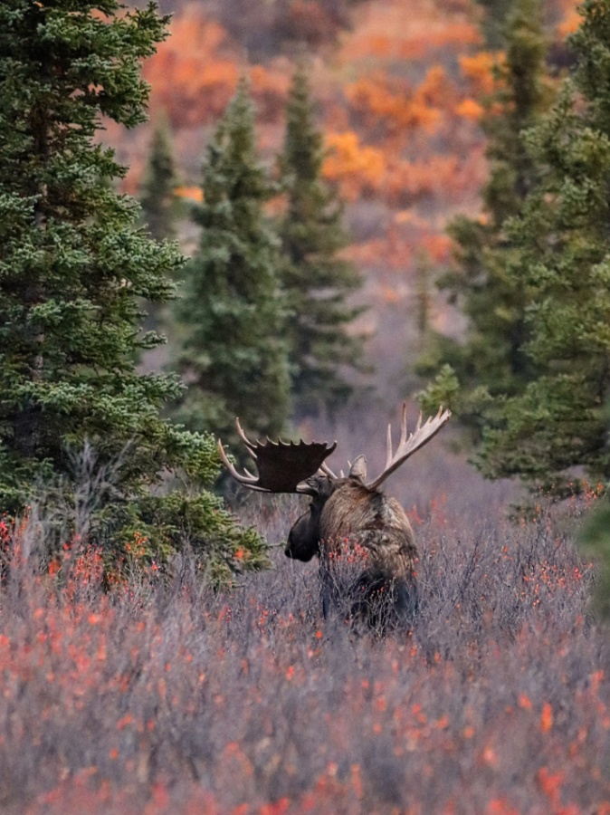 Moose with Fall Colors in Denali National Park Alaska 1