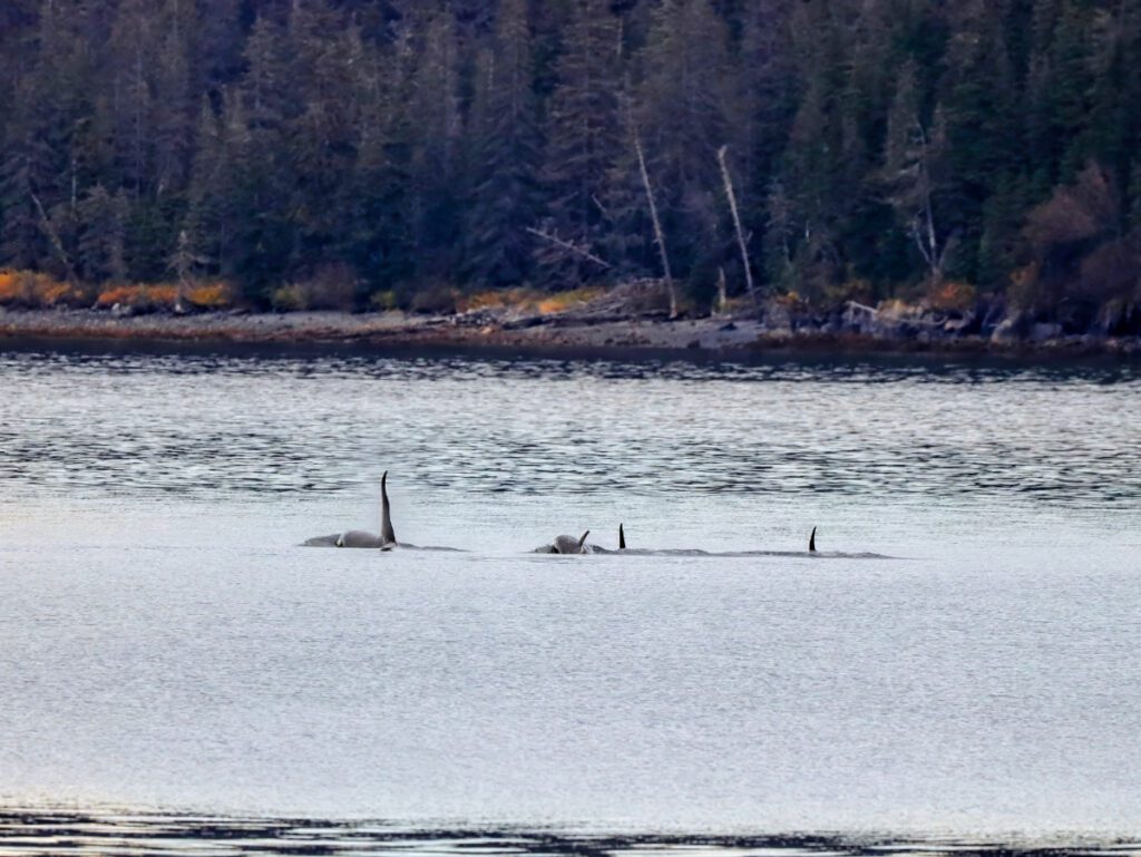 Orcas in College Fjord Prince William Sound from Whittier Alaska 2