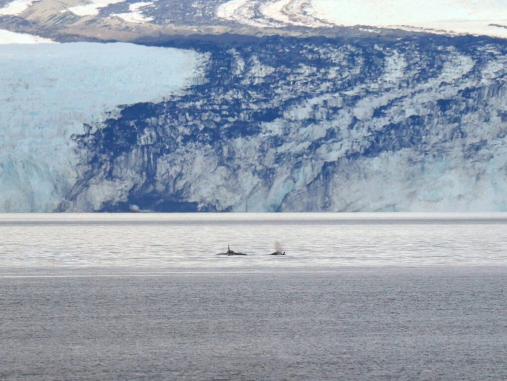 Orcas in Front of Harvard Glacier College Fjords Prince William Sound from Whittier Alaska 1