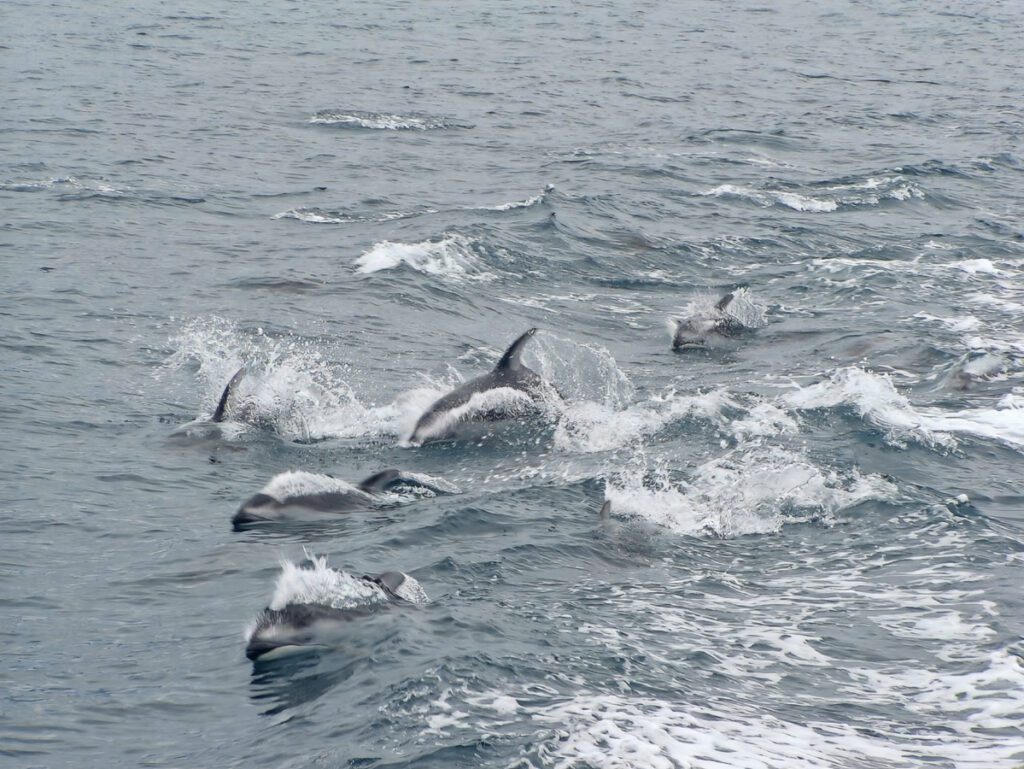 Pacific White Sided Dolphin Pod at Kenai Fjords National Park Alaska 