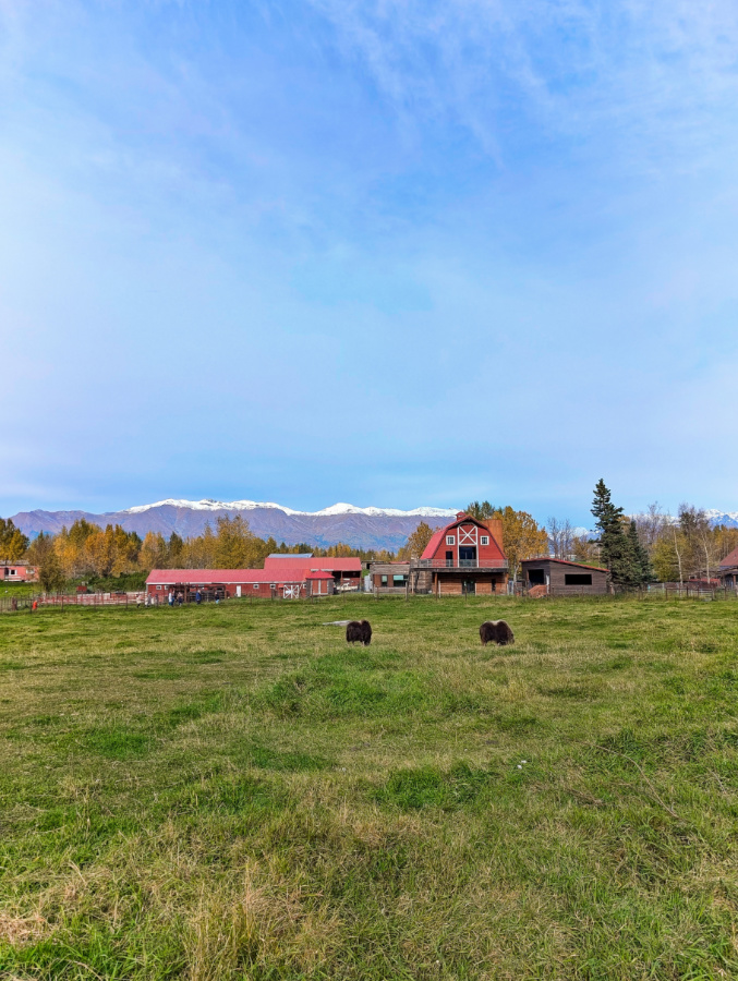 Red Barn and Musk Ox at Musk Ox Farm Palmer Alaska 1