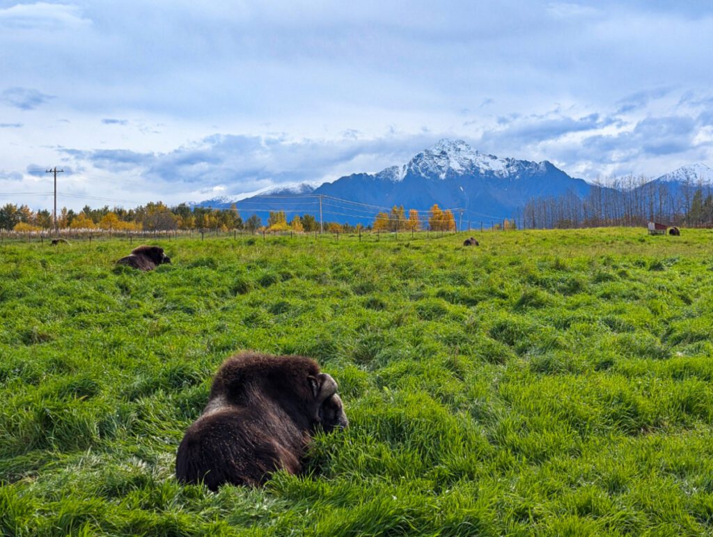 Resting Musk Ox at Musk Ox Farm Palmer Alaska 1