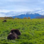 Resting Musk Ox at Musk Ox Farm Palmer Alaska 1