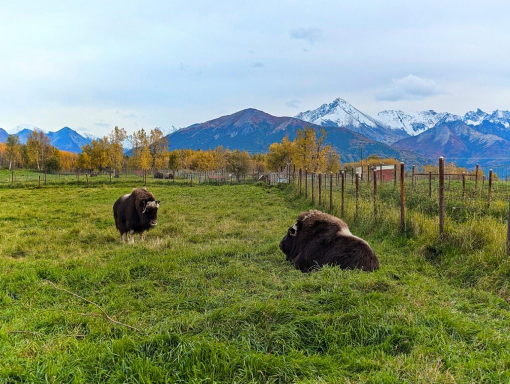 Resting Musk Ox at Musk Ox Farm Palmer Alaska 2