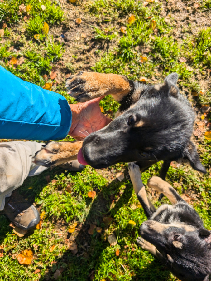 Sled Dog Puppies at Dream a Dream Sled Dog Tours Willow Alaska 1