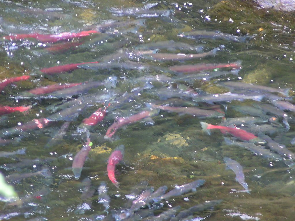 Sockeye Salmon School in Russian River Cooper Landing Kenai Peninsula Alaska 1