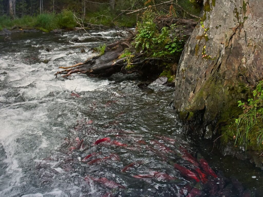 Sockeye Salmon at Russian River Falls Cooper Landing Kenai Peninsula Alaska 1