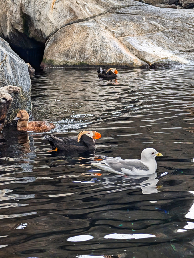 Tufted Puffins at Alaska Sea Life Center aquarium Seward Kenai Peninsula Alaska 1