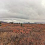 Tundra hiking in Teklanika River Valley in Denali National Park Alaska 2