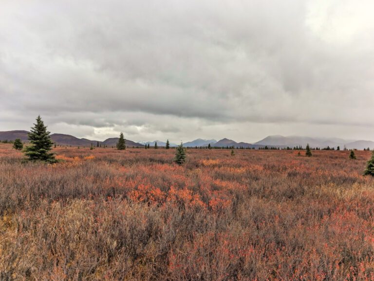 Tundra hiking in Teklanika River Valley in Denali National Park Alaska 2