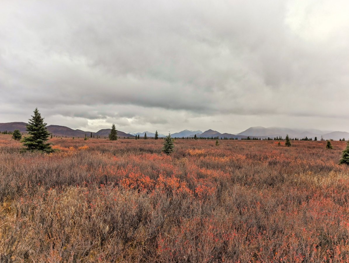 Denali National Park Off-trail Hiking through the Beautiful Tundra