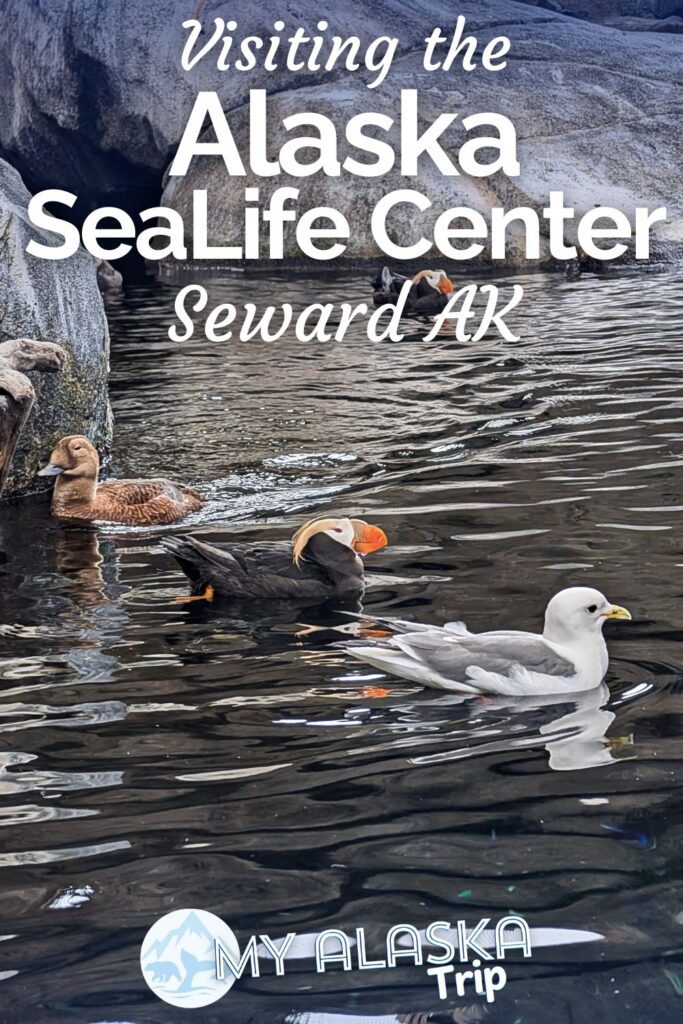 The Alaska SeaLife Center in Seward is the only aquarium in Alaska. This is a great place to visit to see puffins, learn about the wildlife in the Gulf of Alaska, and to support the animal hospital on site taking care of otters, seals and more.